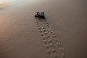 A newly-hatched baby sea turtle makes its way into the Mediterranean Sea for the first time