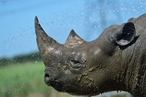 Nkosi, a critically endangered Eastern Black Rhino is hosed down by its keeper at Folly Nkosi, a critically endangered Eastern Black Rhino is hosed down by its keeper at Folly