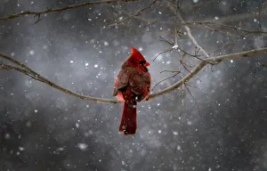 A Northern Cardinal sits on a tree branch in falling snow in the New York City suburb A Northern Cardinal sits on a tree branch in falling snow in the New York City suburb