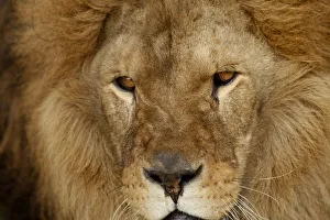 Octavian, a lion relocated from a Romanian zoo takes in his new surroundings at Lions Octavian, a lion relocated from a Romanian zoo takes in his new surroundings at Lions