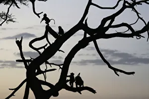 Olive baboons sit in a tree at dusk in Amboseli National park Olive baboons sit in a tree at dusk in Amboseli National park