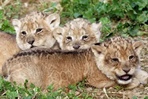 One-month-old lion cubs lie together at the Ramat Gan Safari One-month-old lion cubs lie together at the Ramat Gan Safari