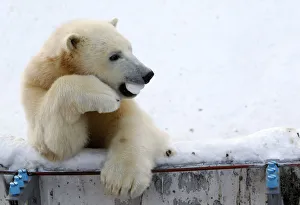 One-year-old polar bear Ikor plays at Sapporo Maruyama Zoo in Sapporo One-year-old polar bear Ikor plays at Sapporo Maruyama Zoo in Sapporo