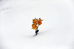 Orange roses are pictured protruding through the snow in the city cemetery in Londonderry Orange roses are pictured protruding through the snow in the city cemetery in Londonderry