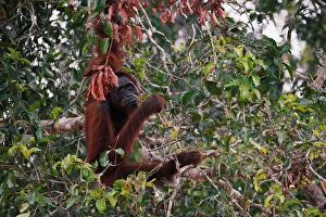 An orangutan hangs on a tree at a pre-release island used by Borneo Orangutan Survival An orangutan hangs on a tree at a pre-release island used by Borneo Orangutan Survival