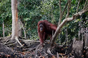 An orangutan is pictured at an pre-release island for orangutans by Borneo Orangutan An orangutan is pictured at an pre-release island for orangutans by Borneo Orangutan