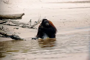 An orangutan is pictured at a pre-release island used by Borneo Orangutan Survival An orangutan is pictured at a pre-release island used by Borneo Orangutan Survival