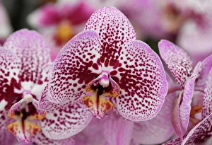 Orchids are seen on display at the RHS Chelsea Flower Show at the Royal Hospital Chelsea Orchids are seen on display at the RHS Chelsea Flower Show at the Royal Hospital Chelsea