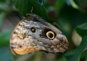 An Ornitoptera priamus butterfly perches on a branch at the Saint Alessio Oasis animal An Ornitoptera priamus butterfly perches on a branch at the Saint Alessio Oasis animal