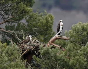 Ospreys perch on branches in their breeding ground at Loch of Lowes in Perth Ospreys perch on branches in their breeding ground at Loch of Lowes in Perth