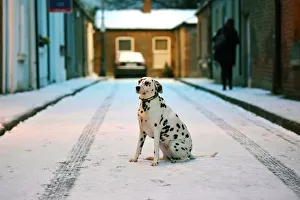 Otta the Dalmation dog sits in the fallen snow in Dublin Otta the Dalmation dog sits in the fallen snow in Dublin