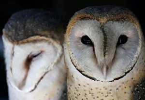 A pair of barn owls looks on at a rehabilitation and conservation centre at the Spier A pair of barn owls looks on at a rehabilitation and conservation centre at the Spier