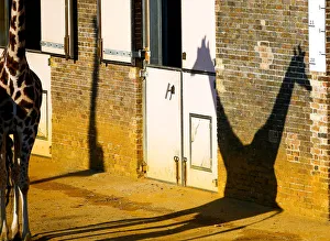 A pair of giraffes cast a shadow at London Zoo in London A pair of giraffes cast a shadow at London Zoo in London