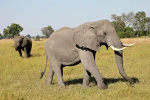 A pair of male elephants is seen in the Okavango Delta A pair of male elephants is seen in the Okavango Delta