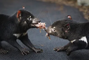 A pair of Tasmanian Devils tussles for a piece of rabbit in a new breeding centre at A pair of Tasmanian Devils tussles for a piece of rabbit in a new breeding centre at