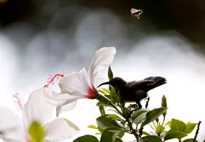 A Palestine sunbird eats the nectar of flowers as a bee flies over at Orange House garden A Palestine sunbird eats the nectar of flowers as a bee flies over at Orange House garden