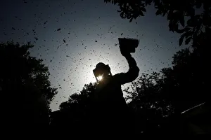 Palestinian beekeeper uses smoke to calm bees in the process of collecting honey at a Palestinian beekeeper uses smoke to calm bees in the process of collecting honey at a