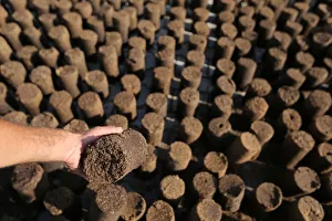 Palestinian man carries a briquette from olive pomace that is obtained from the olive oil Palestinian man carries a briquette from olive pomace that is obtained from the olive oil