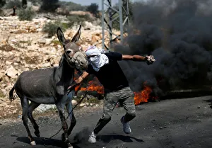 A Palestinian protester tries to push a donkey away from the the scene of clashes with A Palestinian protester tries to push a donkey away from the the scene of clashes with