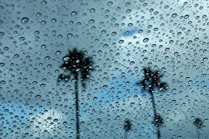 Palm trees are pictured through rain drops on a car window after a rainstorm in Encinitas Palm trees are pictured through rain drops on a car window after a rainstorm in Encinitas