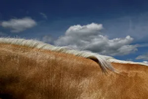 A palomino horses mane is seen against the sky at Spancil Hill horse fair in Spancil A palomino horses mane is seen against the sky at Spancil Hill horse fair in Spancil
