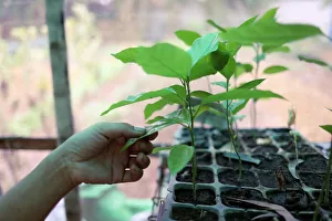 A passion fruit tree at the nursery of Kokkoya Organics, an urban organic farm in Yangon A passion fruit tree at the nursery of Kokkoya Organics, an urban organic farm in Yangon