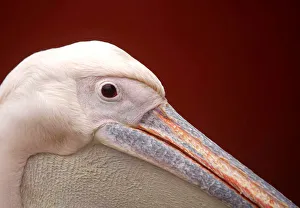 A pelican is pictured inside Central Zoo in Lalitpur A pelican is pictured inside Central Zoo in Lalitpur