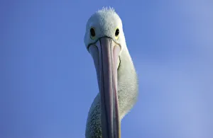 Pelican watches for food scraps that might be dropped from fishermen at the Sydney Pelican watches for food scraps that might be dropped from fishermen at the Sydney