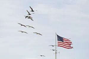 Pelicans and tattered American flag at Surfside Park near Vilando Beach in Florida Pelicans and tattered American flag at Surfside Park near Vilando Beach in Florida
