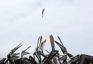 Pelicans try to catch a fish thrown by a fisherman on a fishing pier in Paracas National Pelicans try to catch a fish thrown by a fisherman on a fishing pier in Paracas National