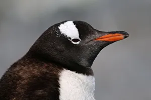 A penguin is seen in Curverville Island, Antarctica A penguin is seen in Curverville Island, Antarctica