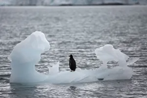 A penguin stands on an iceberg in Yankee Harbour, Antarctica A penguin stands on an iceberg in Yankee Harbour, Antarctica