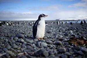 A penguin stands in Yankee Harbour, Antarctica A penguin stands in Yankee Harbour, Antarctica