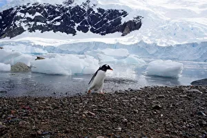 A penguin walks next to a glacier in Neko Harbour, Antarctica A penguin walks next to a glacier in Neko Harbour, Antarctica