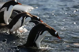 Penguins enter the sea in Curverville Island, Antarctica Penguins enter the sea in Curverville Island, Antarctica