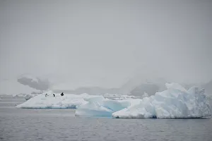 Penguins roam on an iceberg in Andvord Bay, Antarctica Penguins roam on an iceberg in Andvord Bay, Antarctica