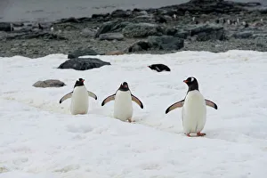 Penguins walk along a path on Danco Island, Antarctica Penguins walk along a path on Danco Island, Antarctica