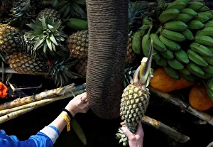 People feed elephants before a match at the annual Kings Cup Elephant Polo Tournament at People feed elephants before a match at the annual Kings Cup Elephant Polo Tournament at