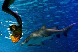 A performer practices her mermaid swim next to a shark in an aquarium after graduating A performer practices her mermaid swim next to a shark in an aquarium after graduating
