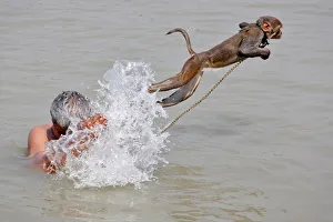 Pet monkey, Ramu jumps as his handler bathes in the waters of the Ganges River in Kolkata Pet monkey, Ramu jumps as his handler bathes in the waters of the Ganges River in Kolkata