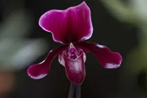 A Phaphiopedilum Maudiae Black Jack orchid is displayed during the media launch A Phaphiopedilum Maudiae Black Jack orchid is displayed during the media launch