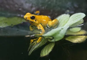 A Phyllobates terribilis is seen in an exhibit at the Cali Zoo A Phyllobates terribilis is seen in an exhibit at the Cali Zoo