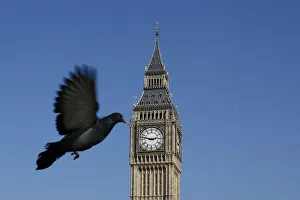 A pigeon flies past the Big Ben clock tower in central London A pigeon flies past the Big Ben clock tower in central London