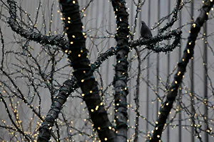 A pigeon sits in a tree among holiday lights on Sixth Avenue in Manhattan, New York A pigeon sits in a tree among holiday lights on Sixth Avenue in Manhattan, New York