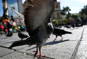 A pigeon is taking off from Murillo square outside the presidential complex in La Paz A pigeon is taking off from Murillo square outside the presidential complex in La Paz