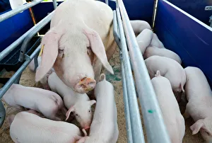 Pigs are seen in a cage during international exhibition Belagro 2019 on the outskirts Pigs are seen in a cage during international exhibition Belagro 2019 on the outskirts