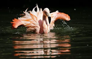 A pink flamingo is pictured during a hot summer day at the zoo of Wuppertal A pink flamingo is pictured during a hot summer day at the zoo of Wuppertal