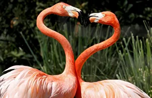 Pink flamingos frolic in their enclosure at the Madrid zoo Pink flamingos frolic in their enclosure at the Madrid zoo