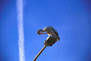 A planes trail and the moon can be seen behind a Pelican A planes trail and the moon can be seen behind a Pelican