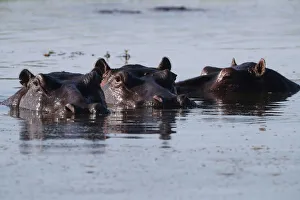A pod of hippos is seen in the Okavango Delta A pod of hippos is seen in the Okavango Delta